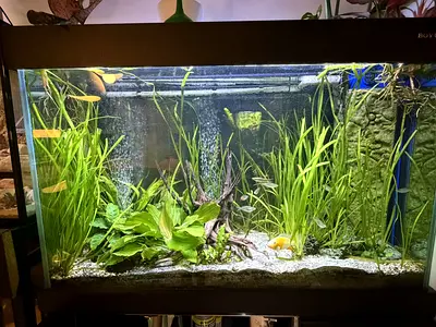 Complete Planted Aquarium Setup - Fish Not Included