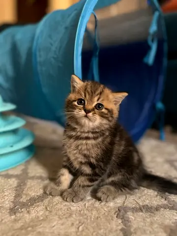 Cute kittens