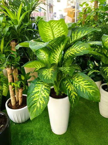 Fresh neutral Dieffenbachia Indoor Plant – Perfect for Home & Office Decoration