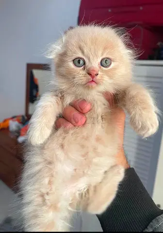 Scottish Fold - Male Kitten