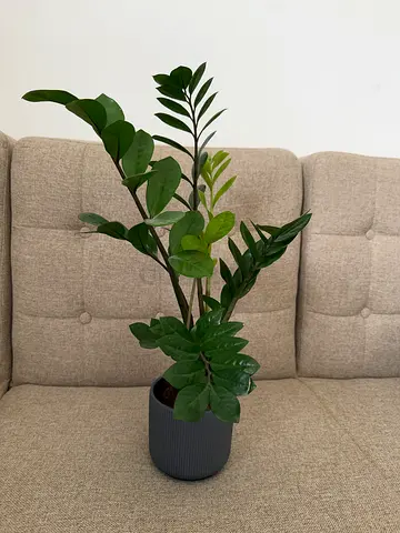 Indoor potted ZZ plant in black ribbed pot