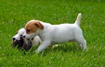 Males and females Jack Russell