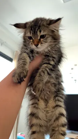 female kitten for adoption