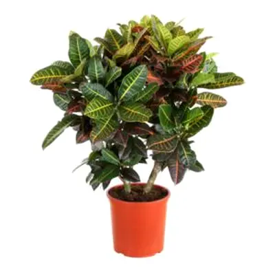 croton plant