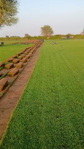 Natural Grass