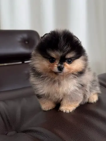 my friendly pomeranian puppy looking for a loving home and caring family