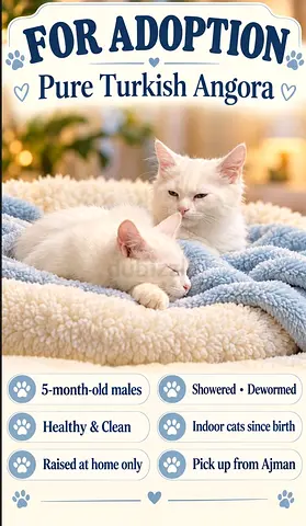 Turkish Angora Kitten for adoption