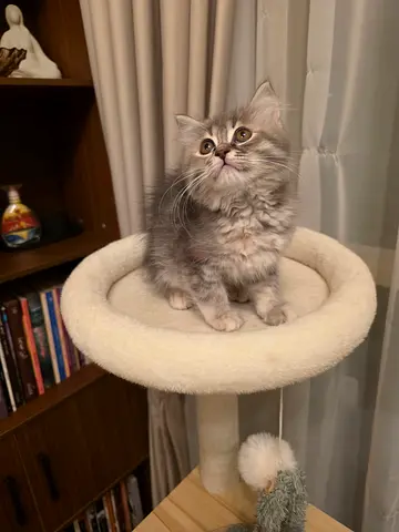 Extrodenry Siberian female kitten 65 days age available for adoption — friendly playful kitten