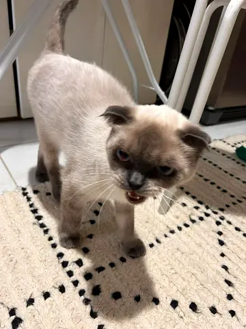Young Scottish Fold mix kitten - friendly, indoor trained