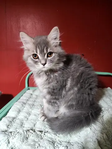 Male Kitten for Adoption
