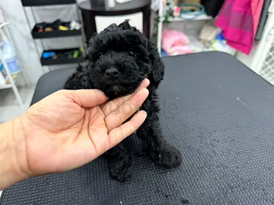 Cute black toy poodle puppy - healthy and playful