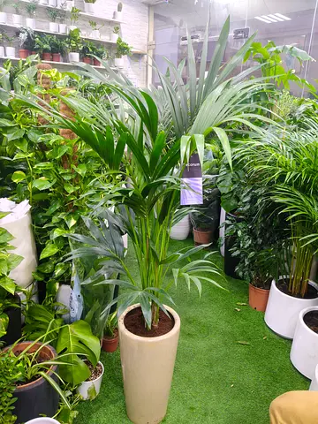 Fresh Kentia Palm Indoor Plant in Premium Decorative Pot – Elegant Home & Office
