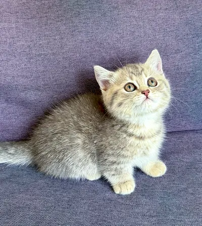 Munchkin Kitten