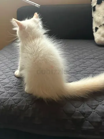 three months old Himalayan Red point male kitten vaccinated, dewormed, micro chipped everything done