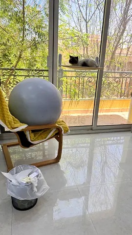 Used Stability / Exercise Ball - Good Condition