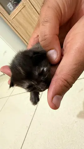 Cats for adoption