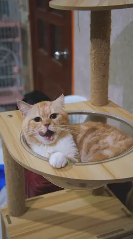 Friendly cat, free adoption