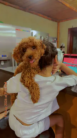 9 months toy poodle is looking for a new home