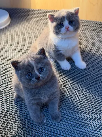 my kittens looking for caring home which are British shorthair