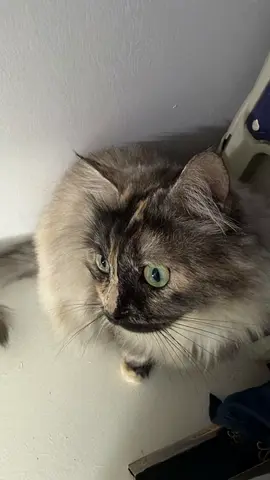 Lovely and kind Female cat, longhair breed, with 3 years old and Spayed. Looking for a lovely home.