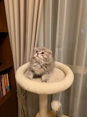 Charming Scottish Fold Male 65 days longhair grey tabby kitten looking for a new home