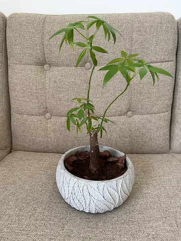 Indoor money tree (Pachira) in decorative pot - ready to brighten a room