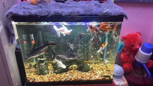 120L Glass Fish Aquarium with Filtration, Heater and Mixed Fish
