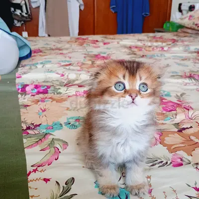 Beautiful golden brown Scottish fold male kitten