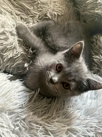 Sweet British Shorthair Kitten