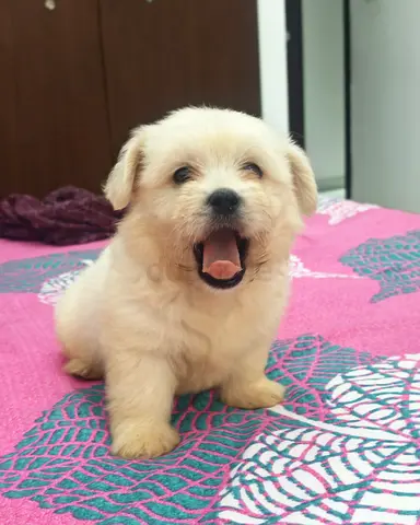 Adorable Maltese puppy — 11 weeks old, friendly and healthy.