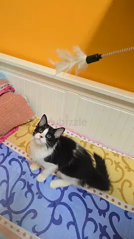 Persian mix black and white (tuxedo)young kitten looking for a home