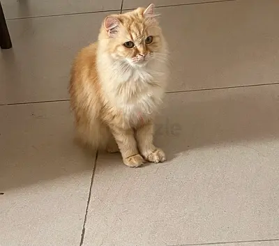 Cat persian female