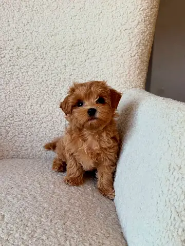 Healthy Maltipoo Puppies – Loving, Intelligent & Family Friendly