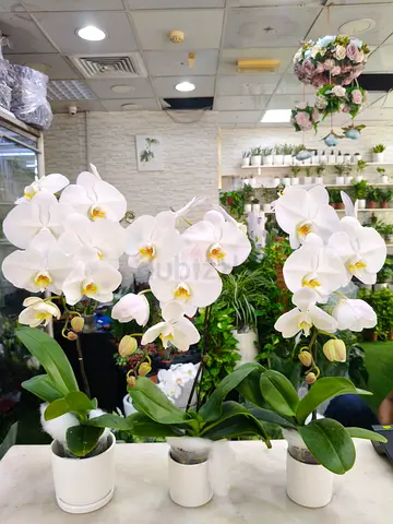 Fresh Orchid Flower Plant