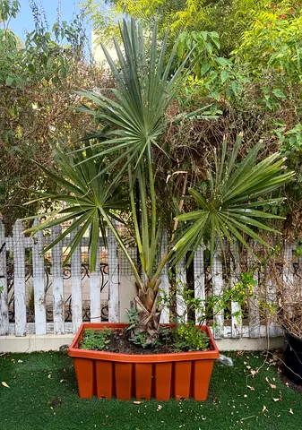 Mature Palm Tree