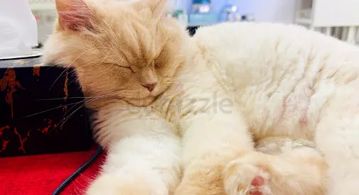 Calm cream-colored adult cat available for adoption