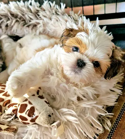 Gorgeous Shih-tzu Female puppy beautiful dog playful puppies girl
