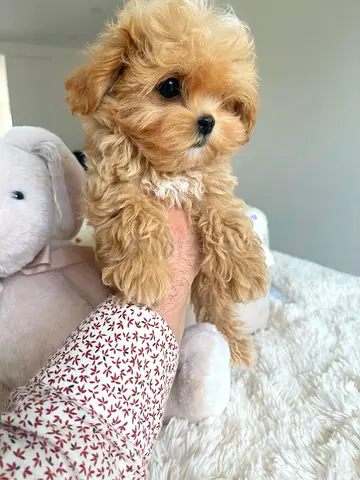 my lovely poodle