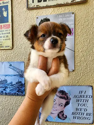 3-month-old mixed-breed puppy, friendly and playful