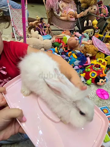 White rabbit for free