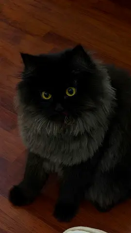 Cookie — 1-year-old affectionate indoor cat looking for a loving home (free adoption)