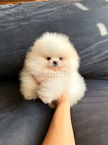 Purebred Pomeranian Puppies available