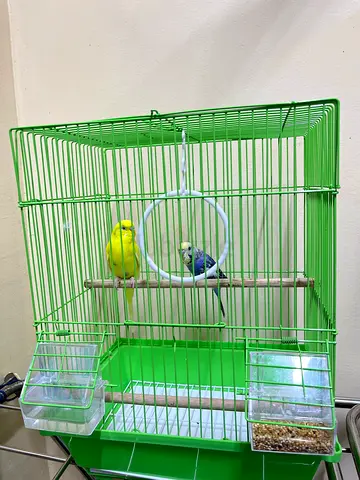Bird with cage and free food for sale