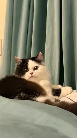 FREE ADOPTION🐱 female persian cat for adoption