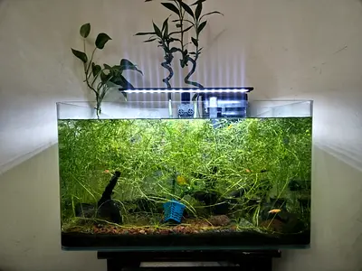 60x36x30 cm planted aquarium setup with LED light and filtration and shirmes and fish's
