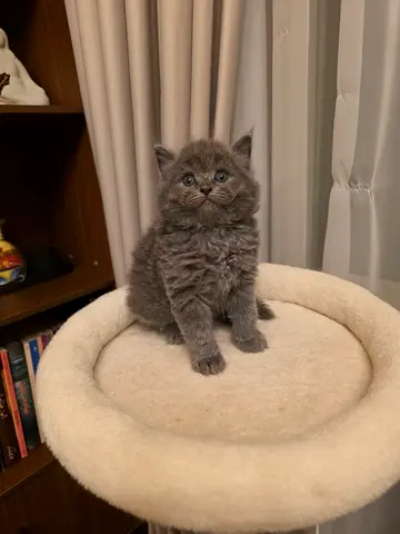 Gentle British Shorthair Male kitten 55 days old , litter trained, Friendly, playful personality