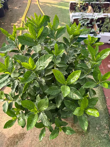 Gardenia
