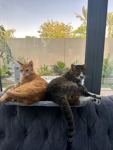 Cats