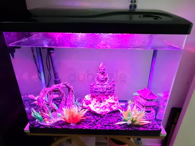 60cm Decorative Fish Tank/Aquarium with LED Hood and Ornaments