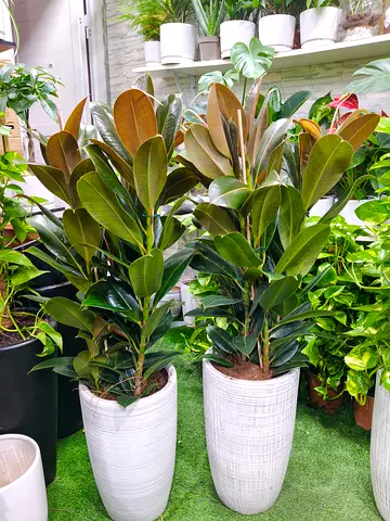 Fresh Rubber Plant indoors any space